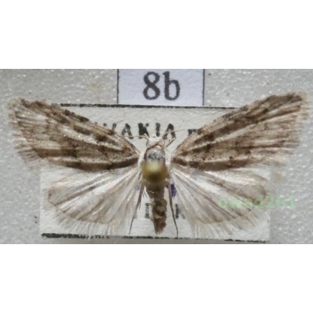 Nola cicatricalis (Treitschke, 1835) Slovakia8b